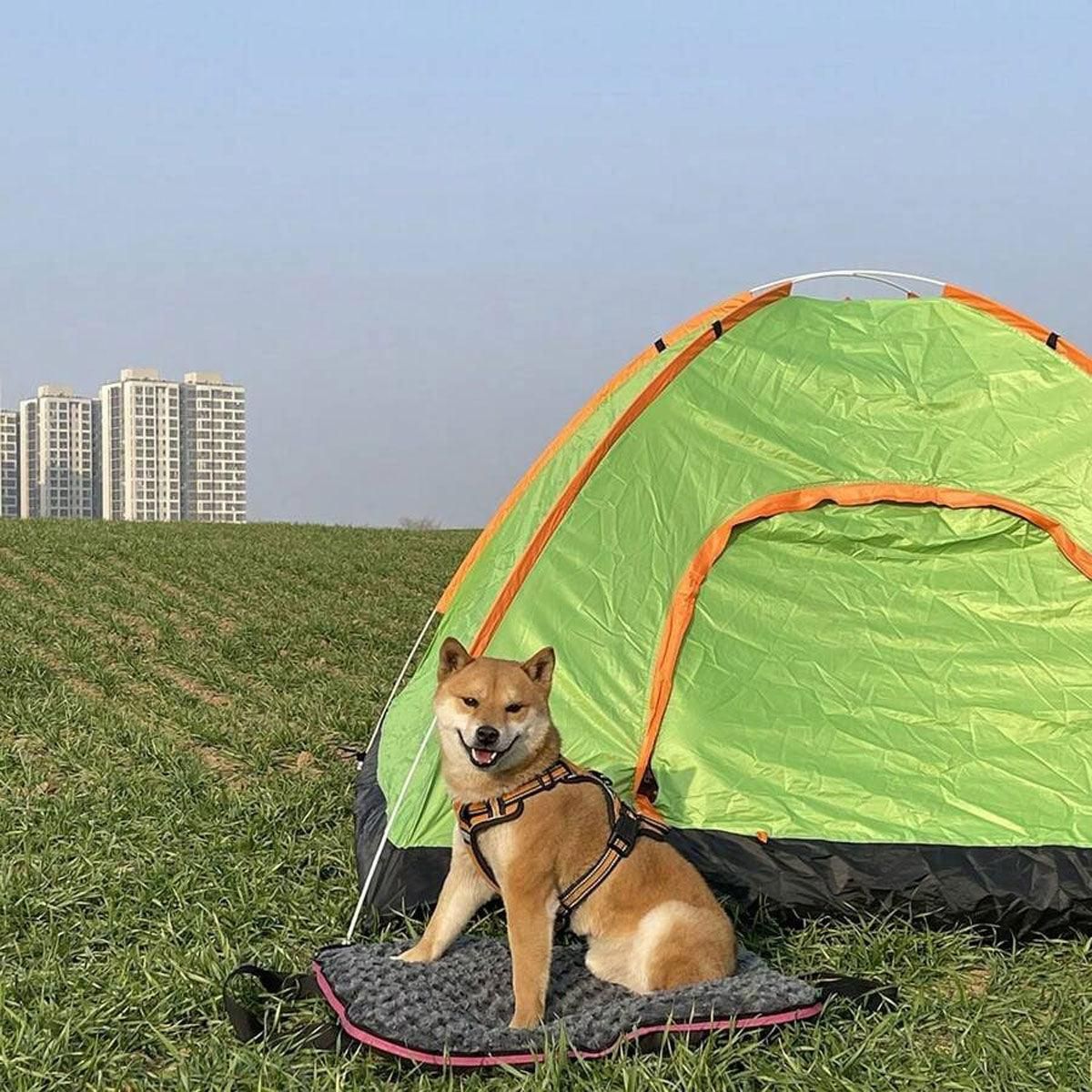 Blue Portable Dog Travel Mat – Foldable Design